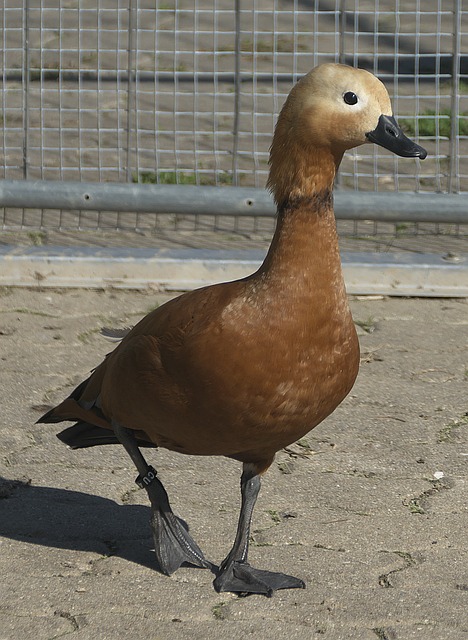 亚冬会尼泊